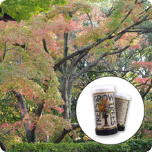 Load image into Gallery viewer, Japanese Maple | Mini-Grow Kit | The Jonsteen Company