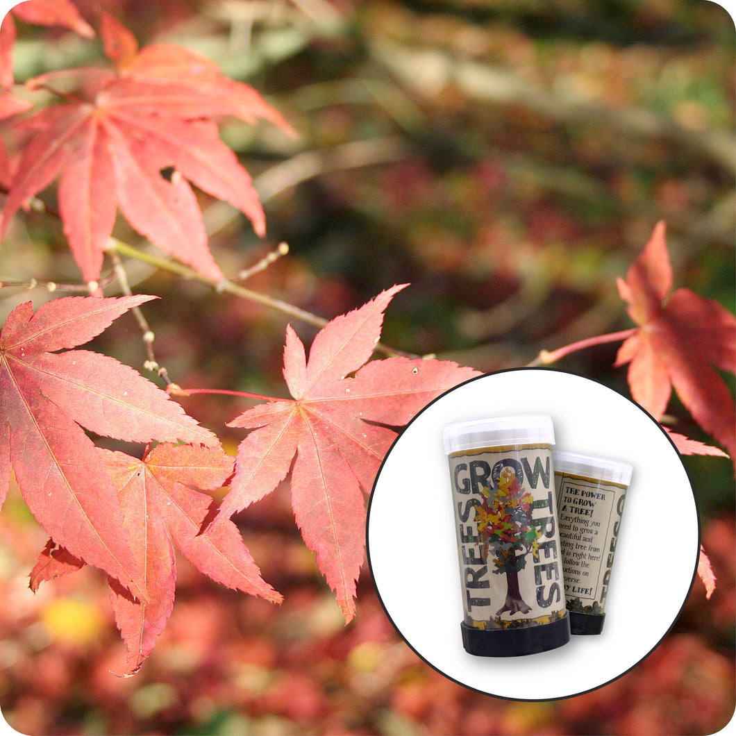 Japanese Red Maple | Mini-Grow Kit | The Jonsteen Company