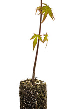 Load image into Gallery viewer, Japanese Maple | Medium Tree Seedling | The Jonsteen Company
