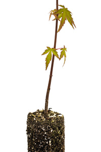 Japanese Maple | Medium Tree Seedling | The Jonsteen Company
