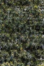Load image into Gallery viewer, Jeffrey Pine | Lot of 30 Tree Seedlings | The Jonsteen Company