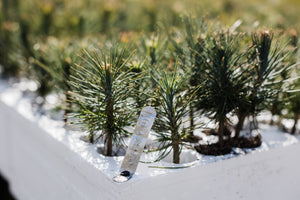 Jeffrey Pine | Lot of 30 Tree Seedlings | The Jonsteen Company
