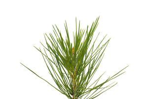 Knobcone Pine | Medium Tree Seedling | The Jonsteen Company