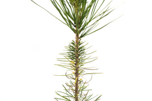 Knobcone Pine | Medium Tree Seedling | The Jonsteen Company