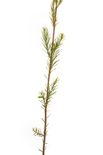 Load image into Gallery viewer, Pond Cypress | Small Tree Seedling | The Jonsteen Company