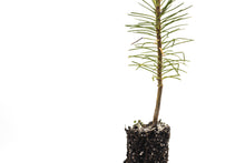 Load image into Gallery viewer, Torrey Pine | Small Tree Seedling | The Jonsteen Company
