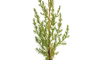 Sargent Cypress | Medium Tree Seedling | The Jonsteen Company