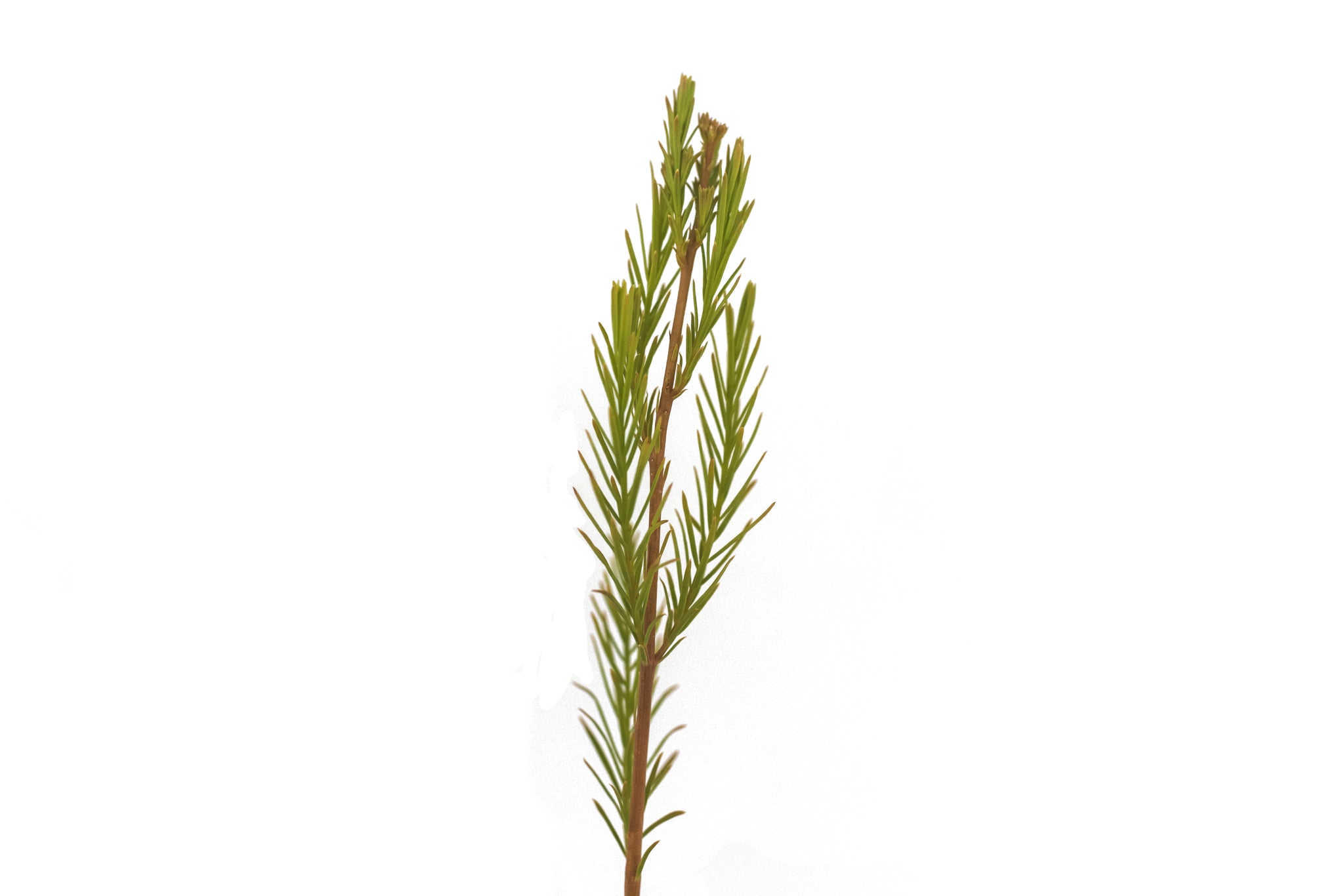 Melaleuca armillaris ssp armillaris | Australian native plants, Screen  plants, Australian trees