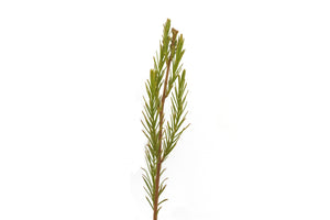 Pond Cypress | Small Tree Seedling | The Jonsteen Company