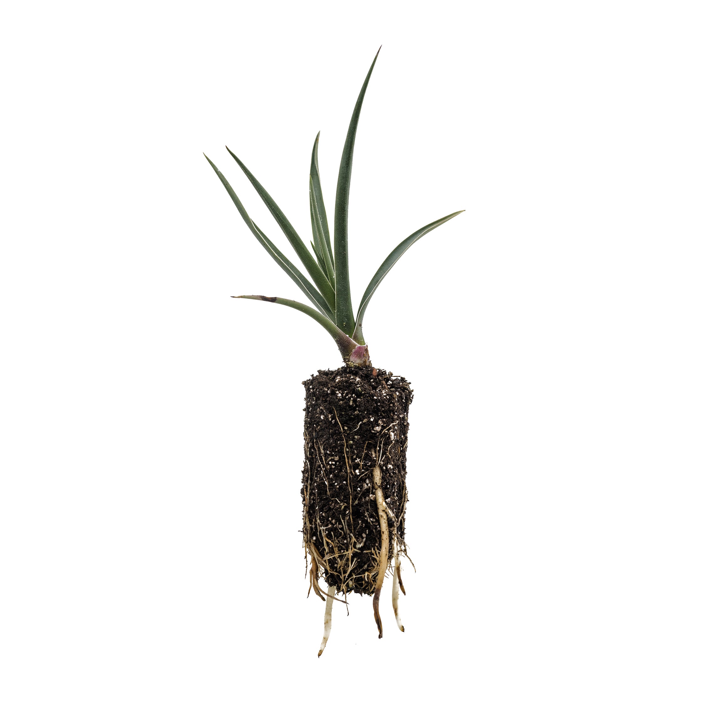 Joshua Tree | Medium Tree Seedling – The Jonsteen Company