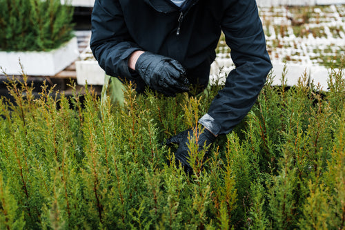 Kashmir Cypress | Lot of 30 Tree Seedlings | The Jonsteen Company