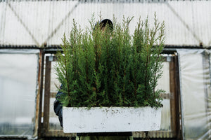 Kashmir Cypress | Lot of 30 Tree Seedlings | The Jonsteen Company