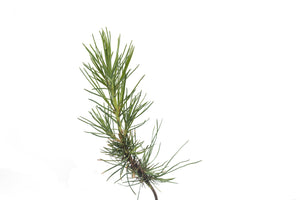 Knobcone Pine | Small Tree Seedling | The Jonsteen Company