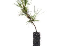 Load image into Gallery viewer, Knobcone Pine | Small Tree Seedling | The Jonsteen Company