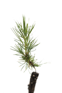 Knobcone Pine | Small Tree Seedling | The Jonsteen Company