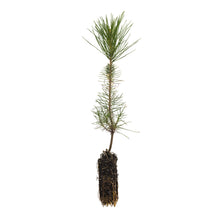 Load image into Gallery viewer, Knobcone Pine | Medium Tree Seedling | The Jonsteen Company