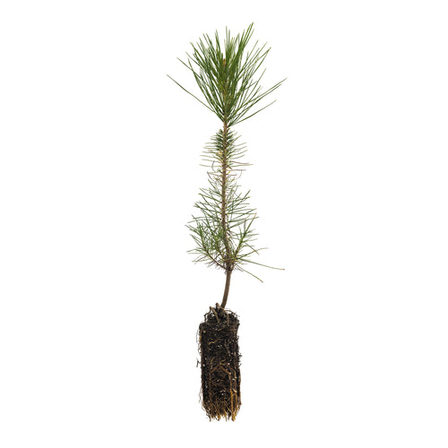 Knobcone Pine | Medium Tree Seedling | The Jonsteen Company