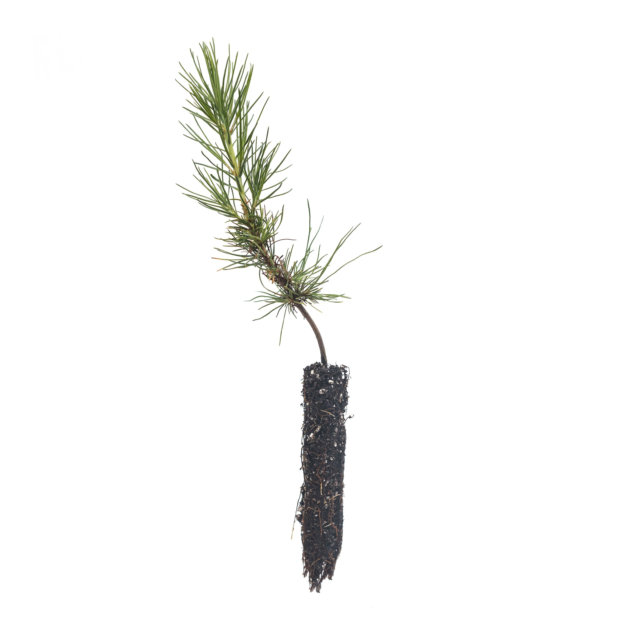 Piccole pigne crescono.. Small pine cones grow