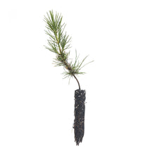 Load image into Gallery viewer, Knobcone Pine | Small Tree Seedling | The Jonsteen Company