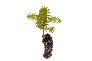 Korean Fir | Small Tree Seedling | The Jonsteen Company