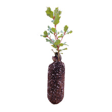 Load image into Gallery viewer, Leather Oak | Medium Tree Seedling | The Jonsteen Company