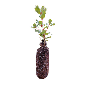 Leather Oak | Medium Tree Seedling | The Jonsteen Company