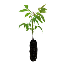 Load image into Gallery viewer, Little Walnut | Medium Tree Seedling | The Jonsteen Company