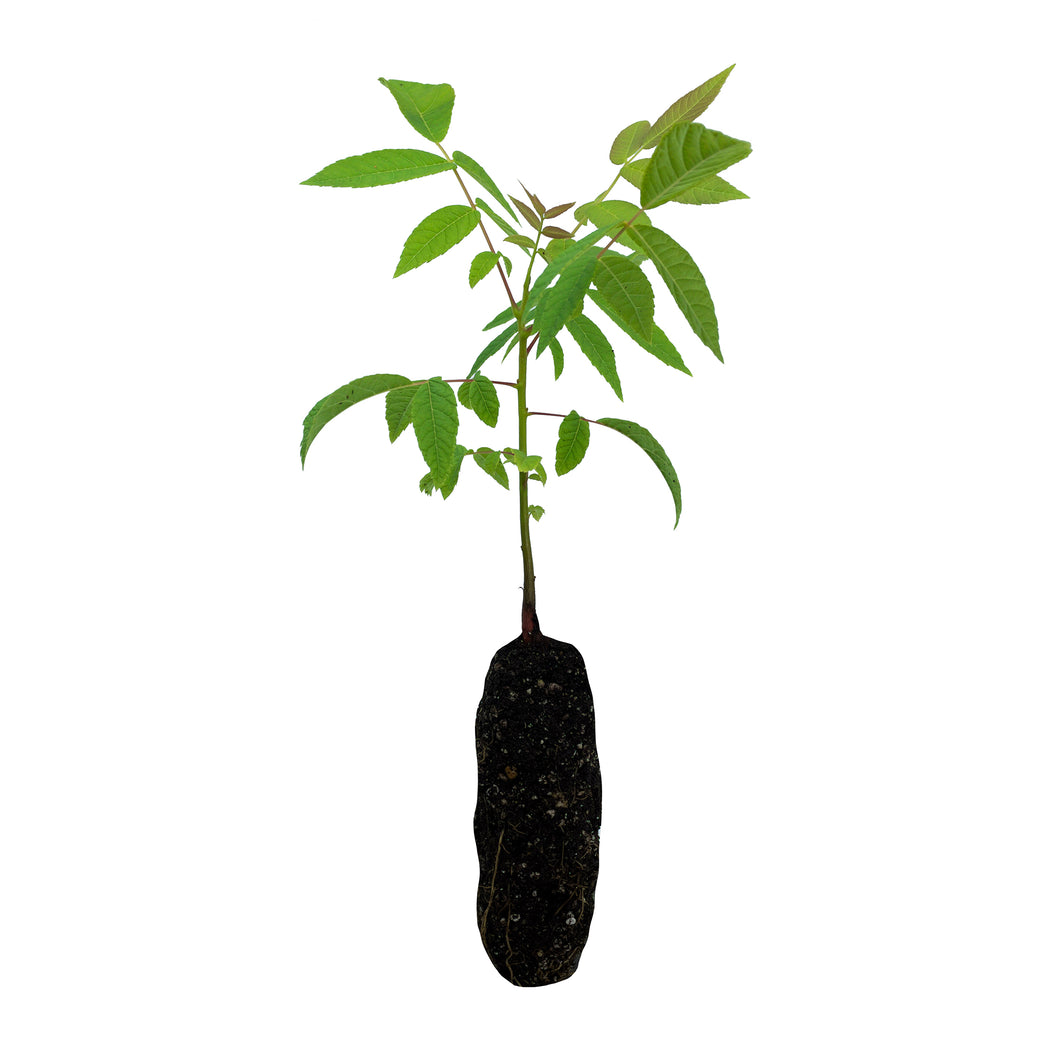 Little Walnut | Medium Tree Seedling | The Jonsteen Company