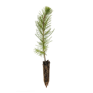 Maritime Pine | Medium Tree Seedling | The Jonsteen Company