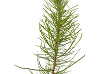 Load image into Gallery viewer, Maritime Pine | Medium Tree Seedling | The Jonsteen Company