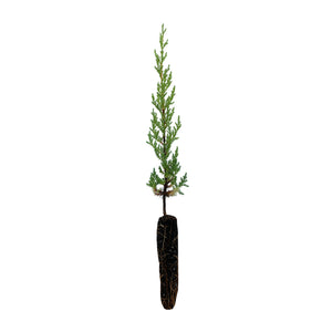 MacNab Cypress | Small Tree Seedling