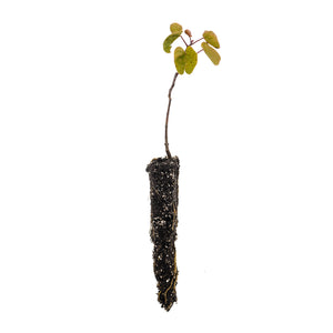 Western Redbud | Small Tree Seedling | The Jonsteen Company