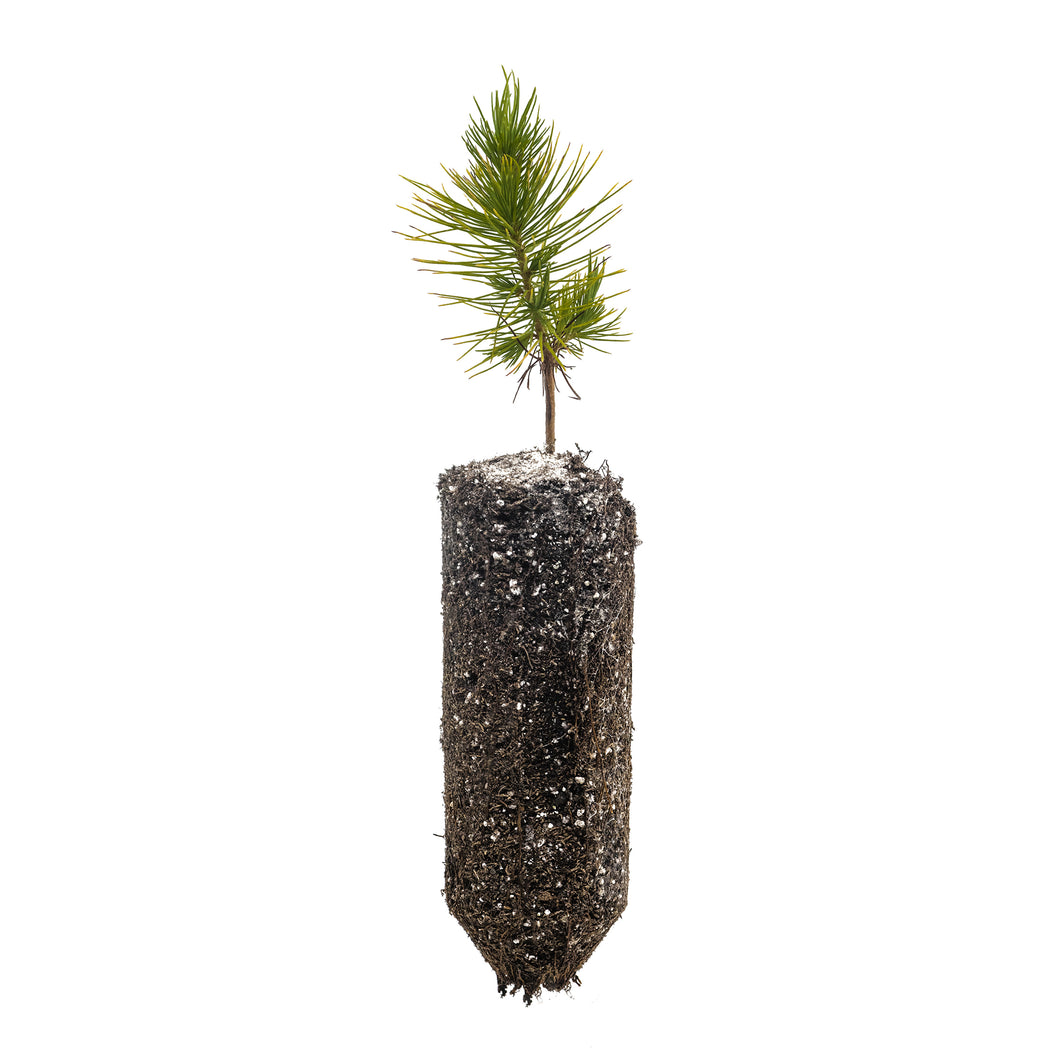 Mexican Weeping Pine | Medium Tree Seedling | The Jonsteen Company
