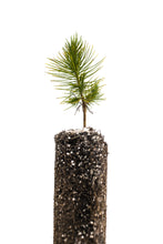 Load image into Gallery viewer, Mexican Weeping Pine | Medium Tree Seedling | The Jonsteen Company