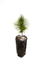 Load image into Gallery viewer, Mexican Weeping Pine | Medium Tree Seedling | The Jonsteen Company