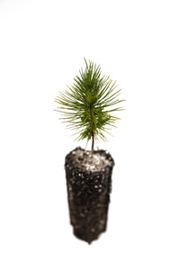 Mexican Weeping Pine | Medium Tree Seedling | The Jonsteen Company