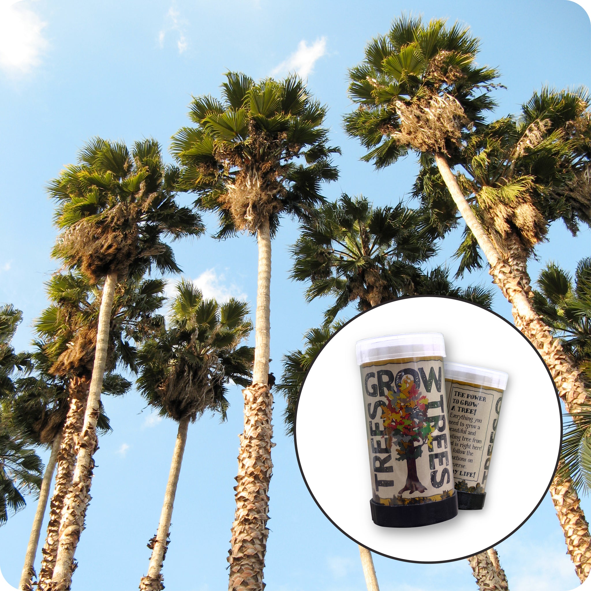 planting mexican fan palm Mexican Fan Palm