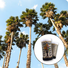 Load image into Gallery viewer, Mexican Fan Palm | Mini-Grow Kit | The Jonsteen Company
