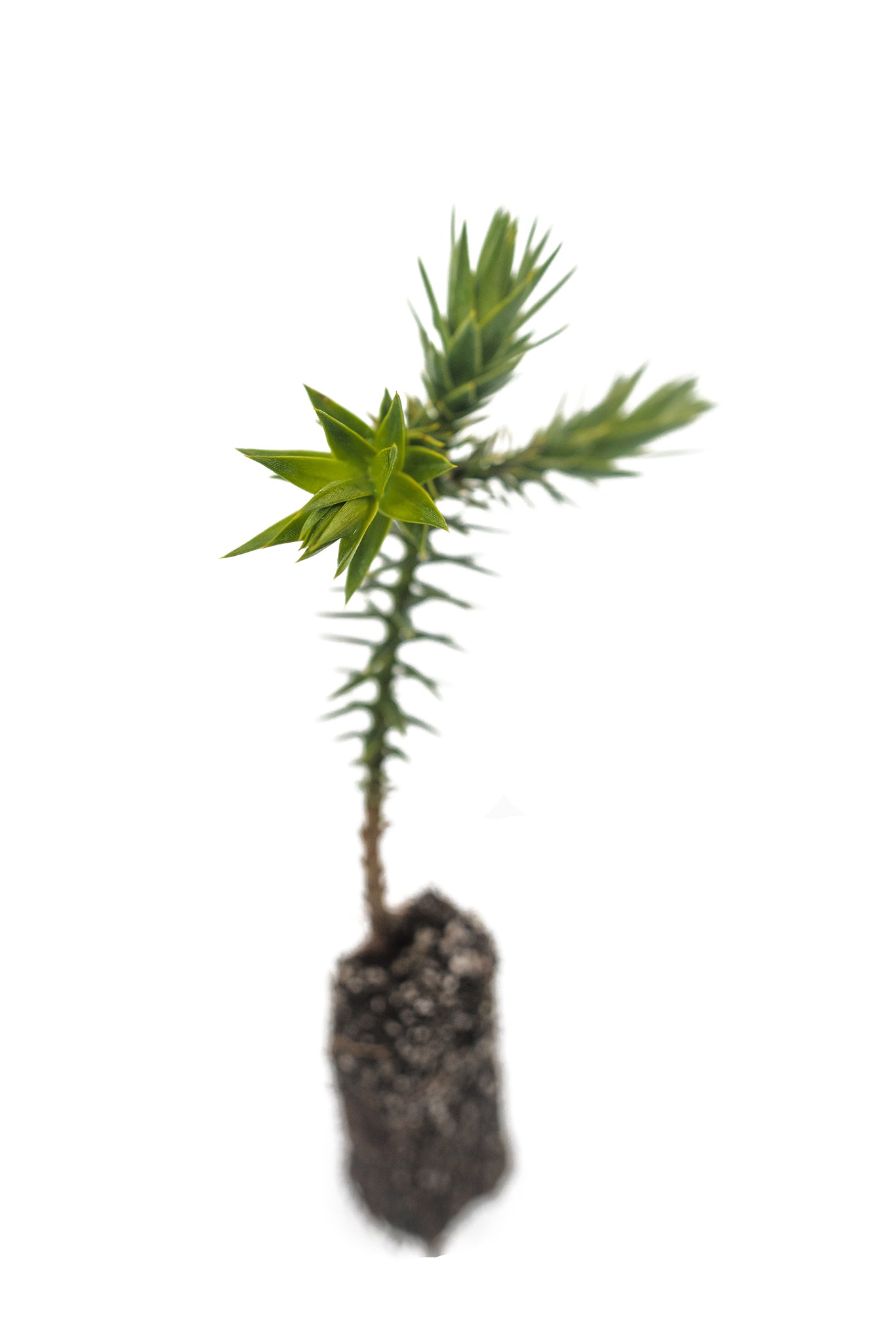 planting monkey puzzle tree seeds Chilean Monkey Puzzle