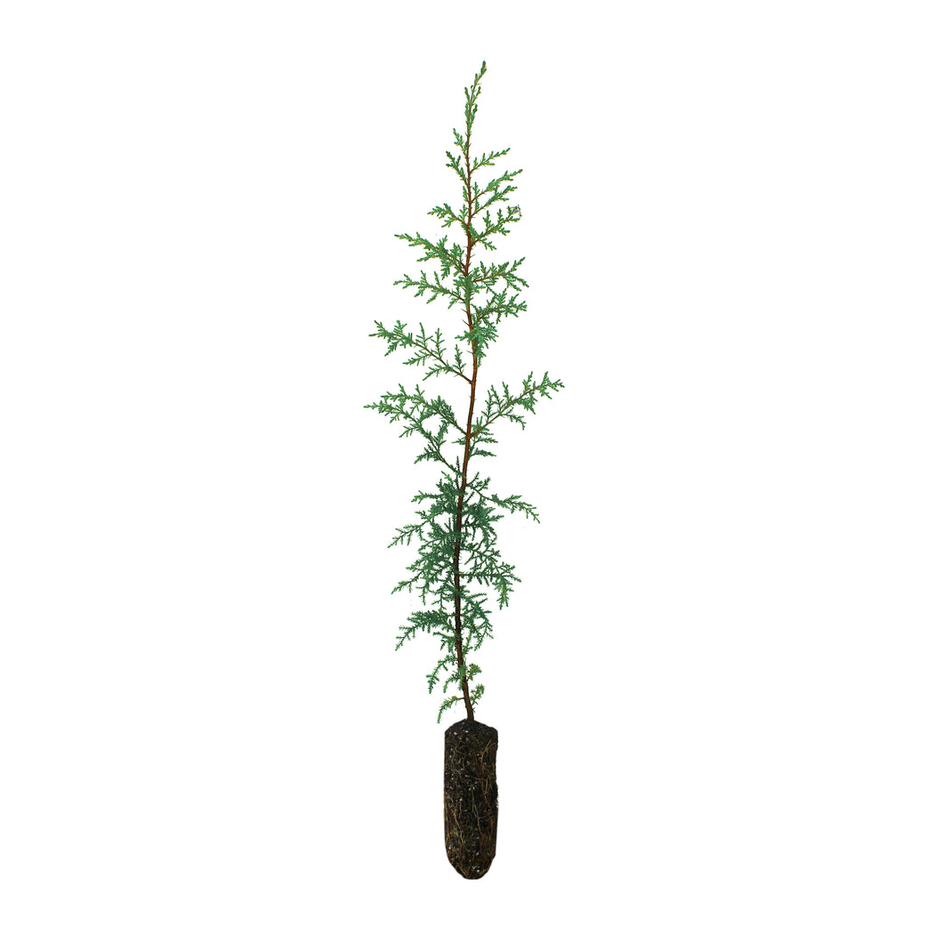 Monterey Cypress | Medium Tree Seedling | The Jonsteen Company