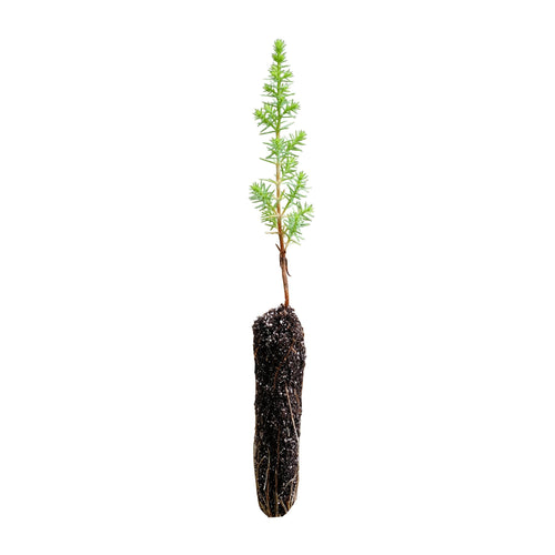Monterey Cypress | Small Tree Seedling | The Jonsteen Company
