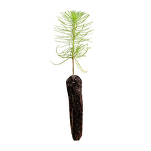 Load image into Gallery viewer, Monterey Pine | Small Tree Seedling | The Jonsteen Company