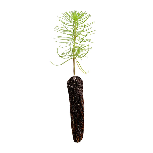 Monterey Pine | Small Tree Seedling | The Jonsteen Company