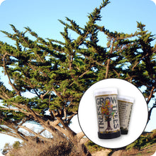 Load image into Gallery viewer, Monterey Cypress | Mini-Grow Kit | The Jonsteen Company