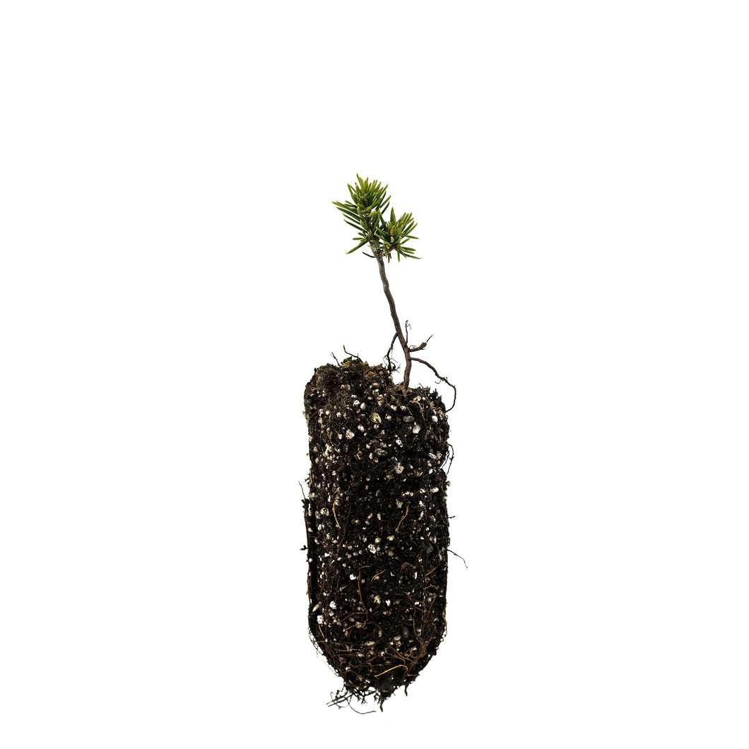 Mountain Hemlock | Medium Tree Seedling | The Jonsteen Company