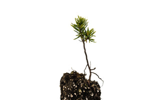 Mountain Hemlock | Medium Tree Seedling | The Jonsteen Company