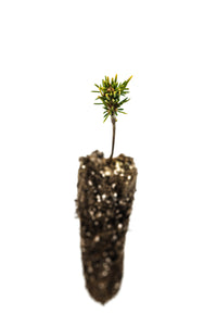 Mountain Hemlock | Small Tree Seedling | The Jonsteen Company