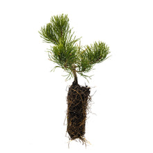 Load image into Gallery viewer, Mugo Pine | Medium Tree Seedling | The Jonsteen Company