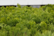 Load image into Gallery viewer, Mugo Pine | Lot of 30 Tree Seedlings | The Jonsteen Company