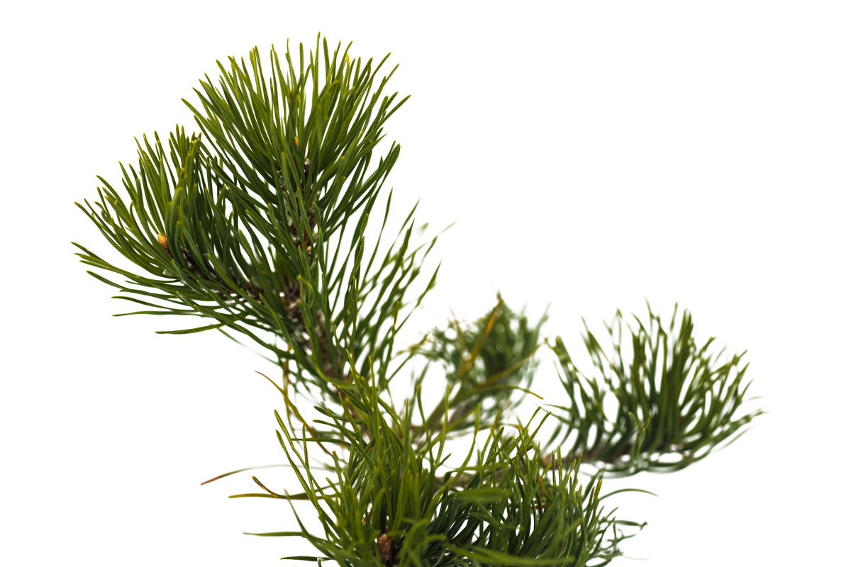 Mugo Pine | Medium Tree Seedling – SequoiaTrees.com